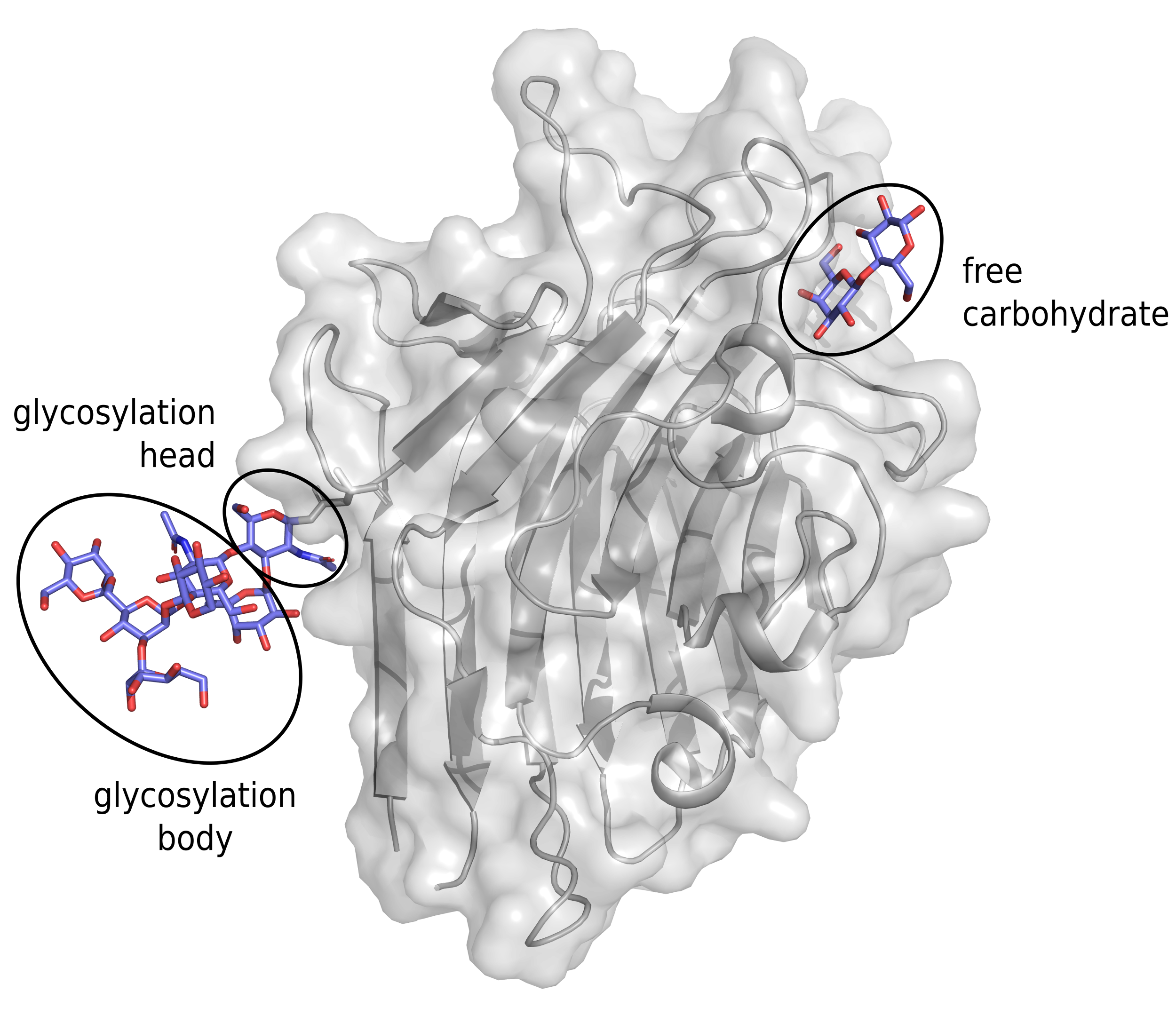 Visual example of free carbohydrate, glycosylation head and tail