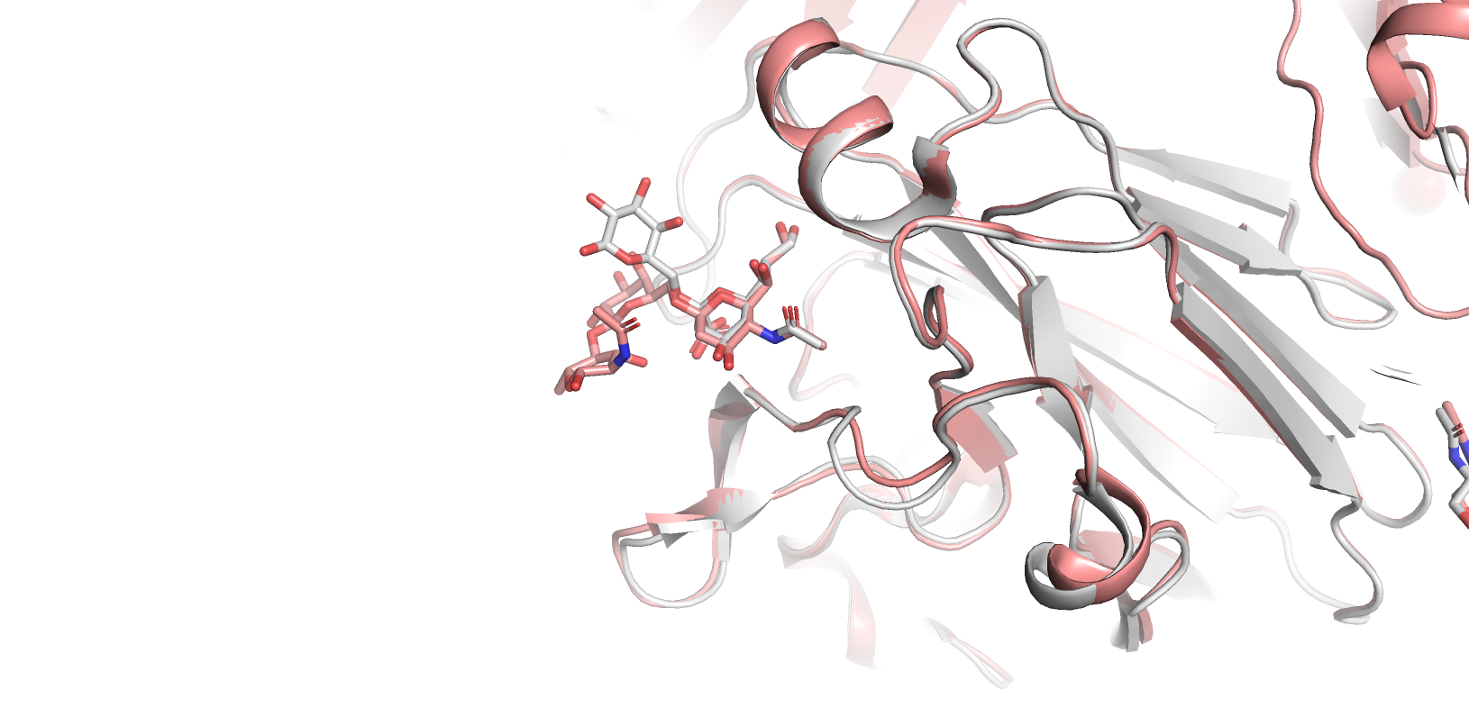 Superposition of carbohydrate sites visualised in PyMOL. The protein target structure (4K64) is shown in pink and the protein with matching binding site (4CQX) is in white.