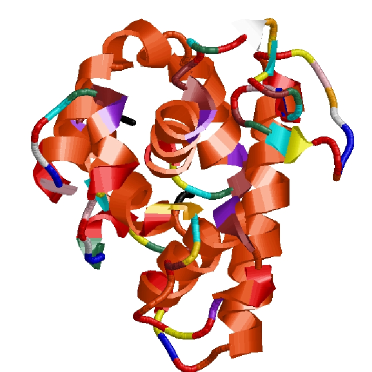 protein in terms of Protein Blocks